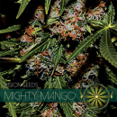 Mighty Mango Bud / FEM 3er / Vision Seeds