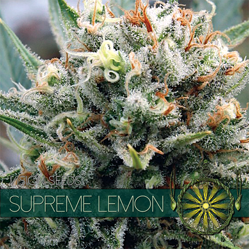 Supreme Lemon / FEM 3er / Vision Seeds