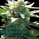 La Blanca Gold / FEM 3er / Vision Seeds