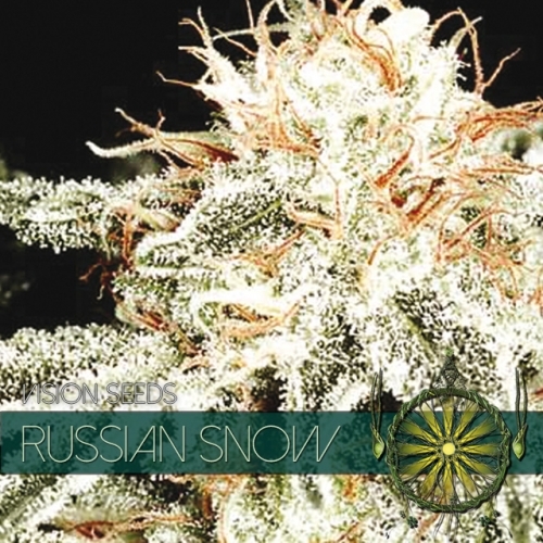 Russian Snow / FEM 3er / Vision Seeds