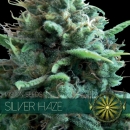 Silver Haze / FEM 3er / Vision Seeds