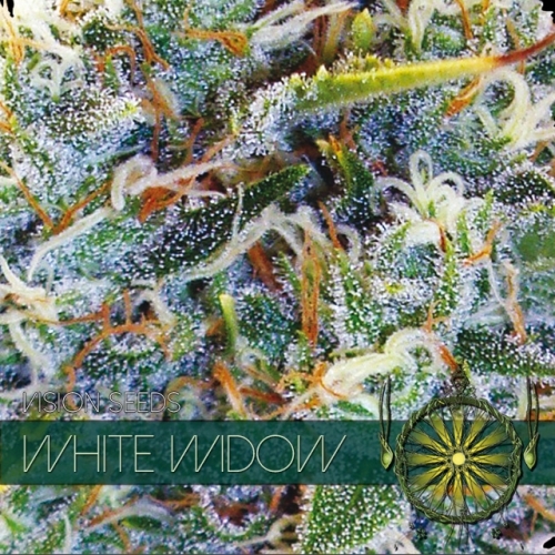 White Widow / FEM 3er / Vision Seeds