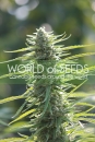 Colombian Gold / FEM 12er / World of Seeds