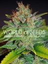 Skunk 47 / FEM 3er / World of Seeds