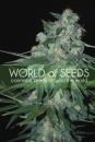 Ketama / REG 10er / World of Seeds