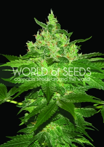 Afghan Kush / FEM 12er / World of Seeds