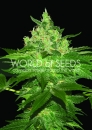 Afghan Kush / FEM 7er / World of Seeds