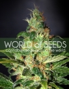Chronic Haze / FEM 3er / World of Seeds