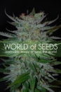 New York 47 / FEM 3er / World of Seeds