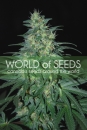 S. African Kwazulu / FEM 12er / World of Seeds