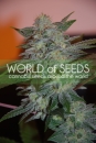 Yumbolt 47 / FEM 3er / World of Seeds
