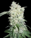 Afghan Kush Special / FEM 12er / World of Seeds