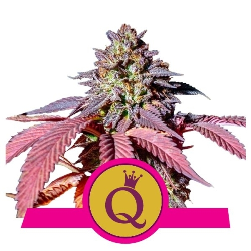 Purple Queen / FEM 5er / Royal Queen Seeds