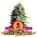 Pineapple Kush / FEM 100er / Royal Queen Seeds