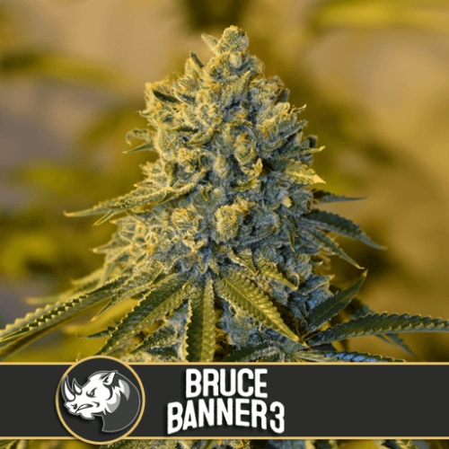 Bruce Banner #3 / FEM 6er / BlimBurn Seeds