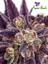 Purple Domina / AUTOFEM 3er / Anesia Seeds