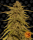Pineapple Haze / REG 10er / Barney&acute;s Farm Seeds