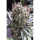 Fast Flowering Green Crack / FEM 10er / Humboldt Seed Organization