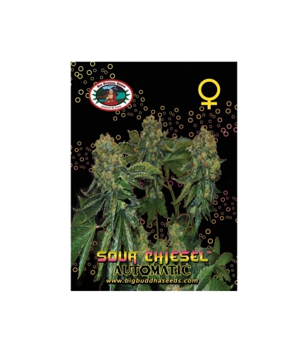 Sour Chiesel / AUTO 3er / Big Buddha Seeds
