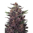 Purple Kush / AUTOFEM 3er / Buddha Seeds