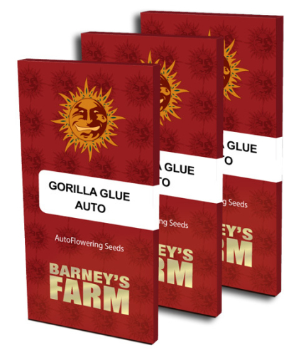 Gorilla Glue / AUTOFEM 5er / Barneys Farm Seeds