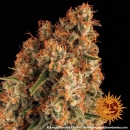 Orange Sherbert / FEM 5er / Barneys Farm Seeds