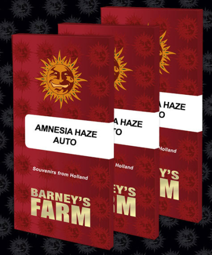Amnesia Haze / AUTOFEM 5er / Barney&acute;s Farm Seeds
