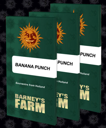 Banana Punch / FEM 3er / Barney&acute;s Farm Seeds