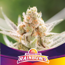 Rainbows / FEM 4er / BSF Bigger Stronger Faster Seeds