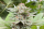 Strawberry Haze / AUTOFEM 5er / Kannabia Seeds