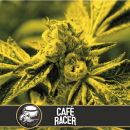 Cafe Racer / FEM 3er / BlimBurn Seeds
