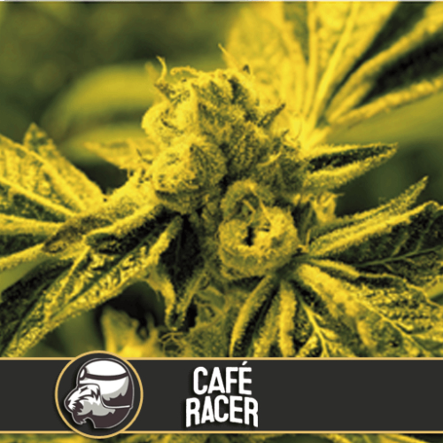 Cafe Racer / FEM 6er / BlimBurn Seeds