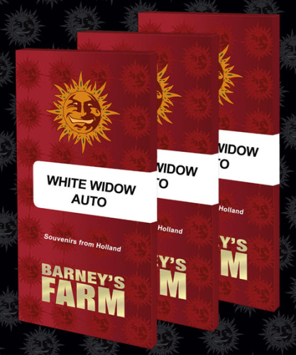 White Widow XXL / AUTOFEM 5er / Barneys Farm Seeds