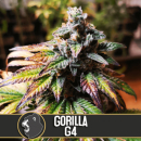 Gorilla Glue #4 / FEM 3er / BlimBurn Seeds
