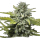 Organic Lemon Haze / FEM 10er / Organic Seeds