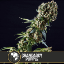 Grandaddy Purple / FEM 6er / BlimBurn Seeds