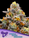 Purple Boost HIghness / FEM 3er / Anesia Seeds