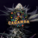 Caramba / FEM 10er / Paradise Seeds