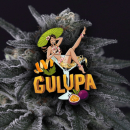 Gulupa / FEM 5er / Paradise Seeds