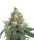 Sour Stomper / AUTOFEM / Mephisto Genetics