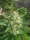 Sex Bud / FEM / Female Seeds