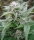 Easy Sativa / FEM / Female Seeds