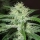 Speed Bud / AUTOFEM / Female Seeds