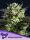 WHAM BOOM / FEM / Anesia Seeds