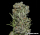 White Critical Express / FEM / Kalashnikov Seeds