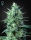 White Widow CBD / AUTOFEM / Greenhouse Seed Co.