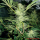 White Widow Feminised / FEM / Medical Seeds