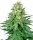 White Widow / FEM / White Label Seed Company