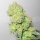 Y Griega CBD / FEM / Medical Seeds