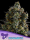 Zoomiez / FEM / Anesia Seeds
